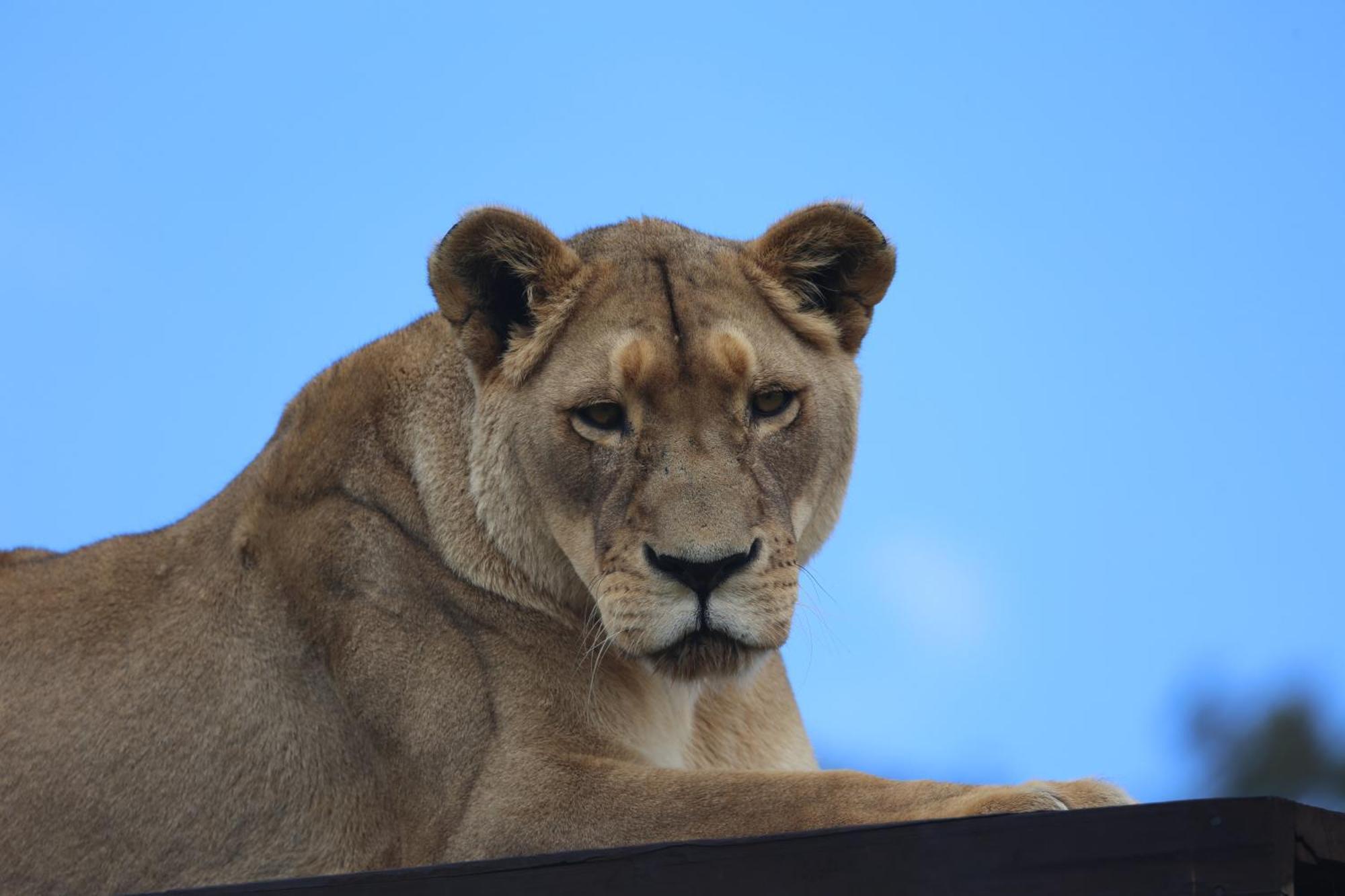 베들레헴 Lionsrock Big Cat Sanctuary 빌라 외부 사진