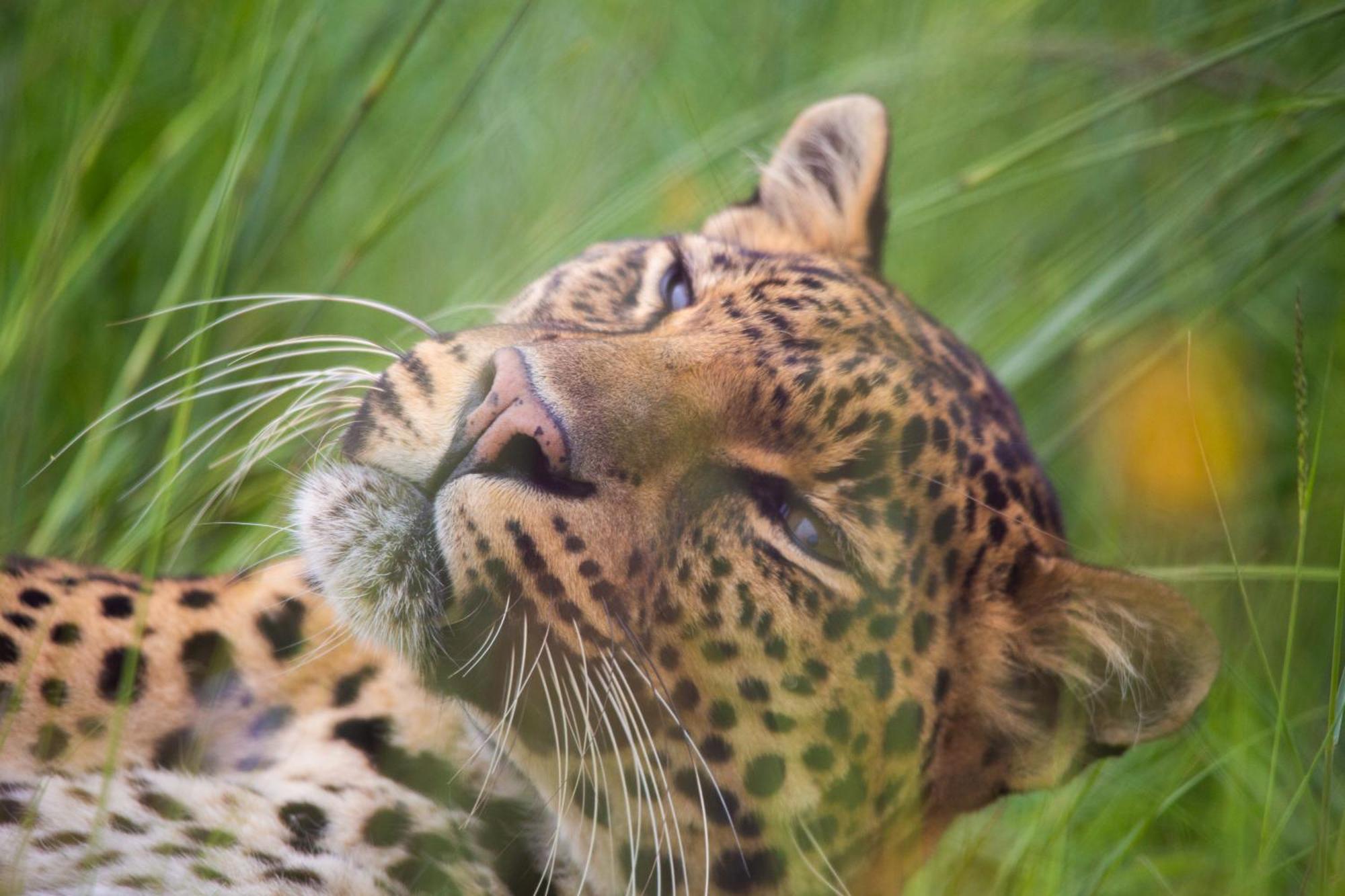 베들레헴 Lionsrock Big Cat Sanctuary 빌라 외부 사진