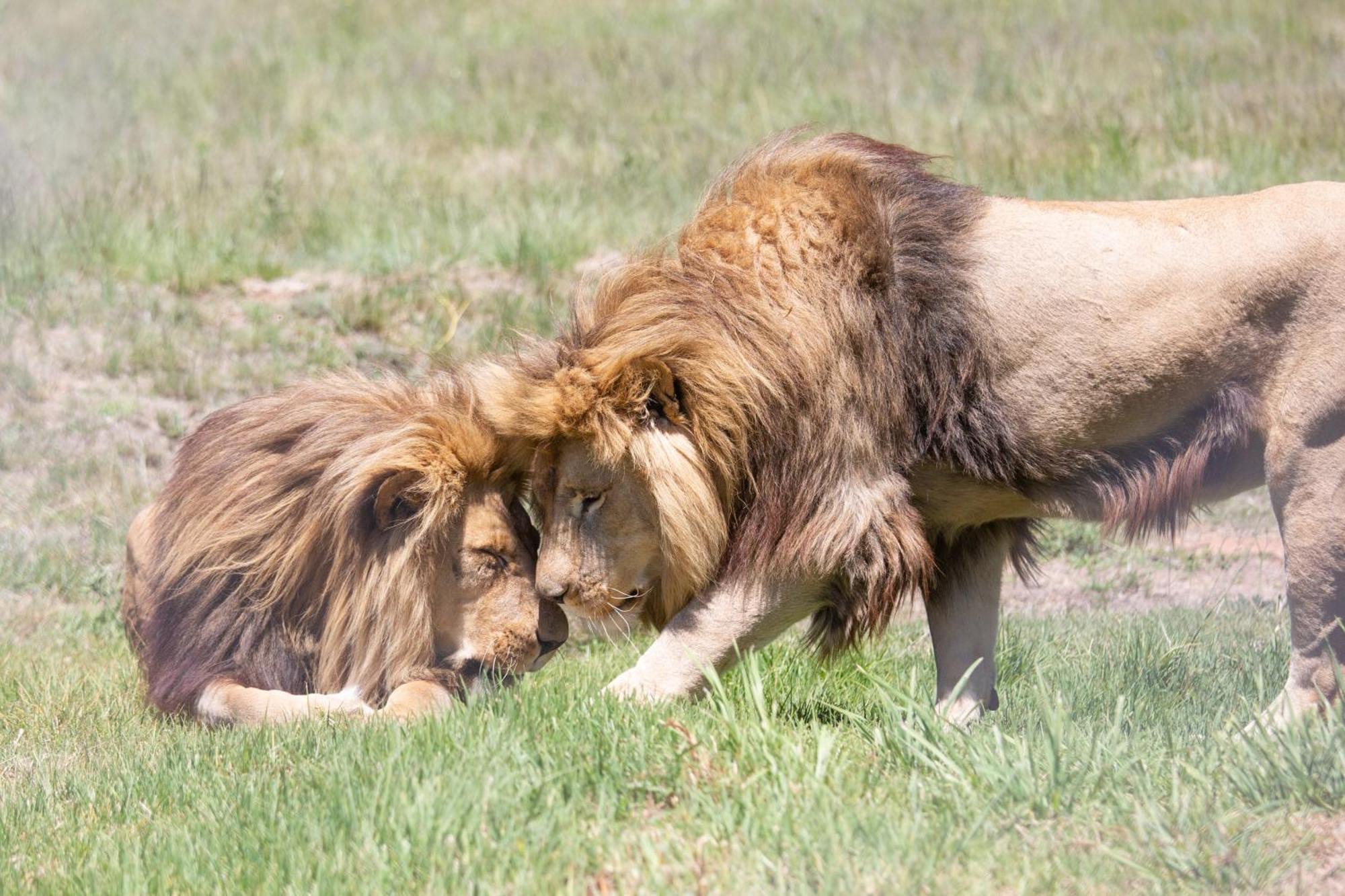 베들레헴 Lionsrock Big Cat Sanctuary 빌라 외부 사진