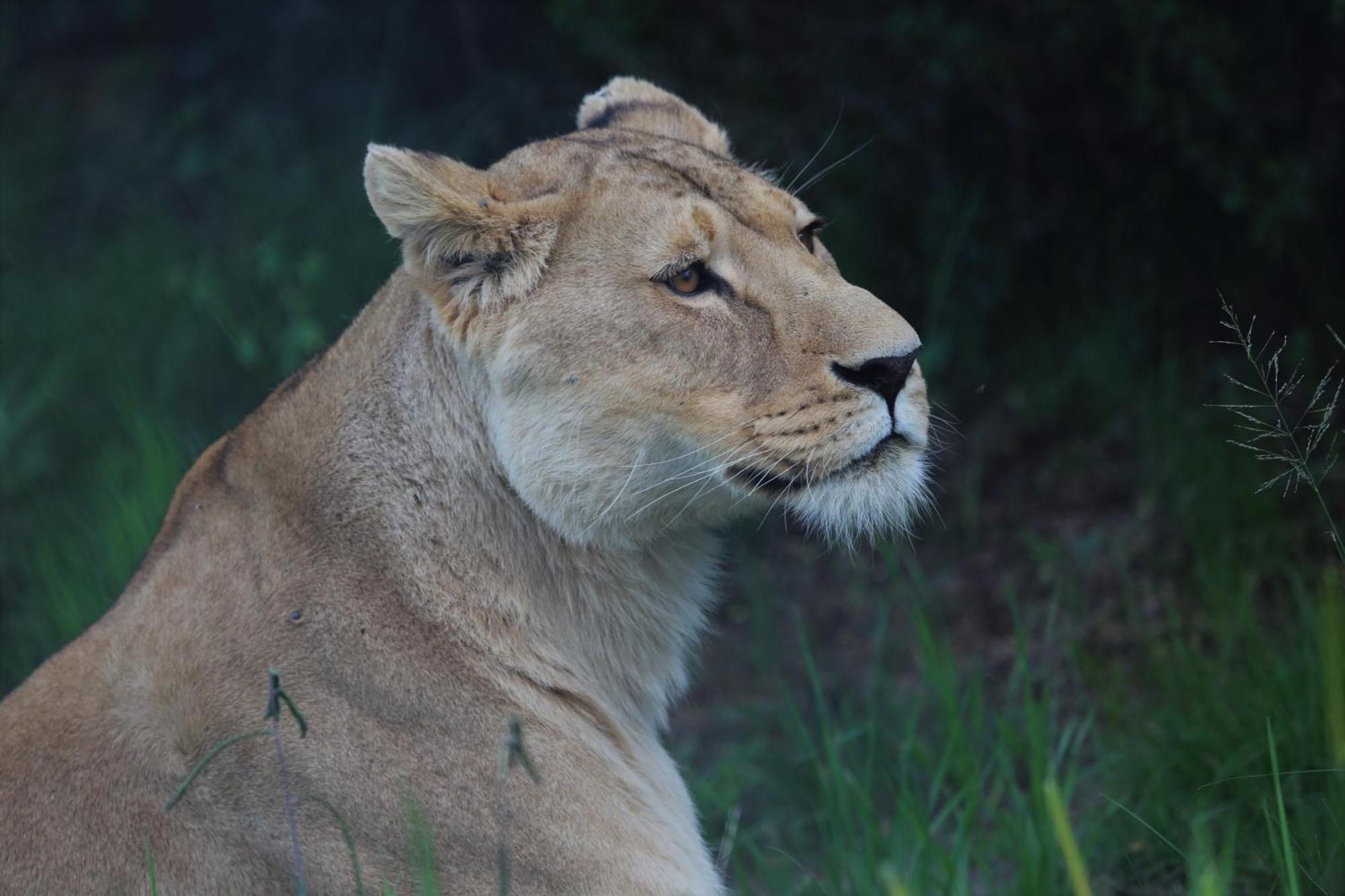베들레헴 Lionsrock Big Cat Sanctuary 빌라 외부 사진