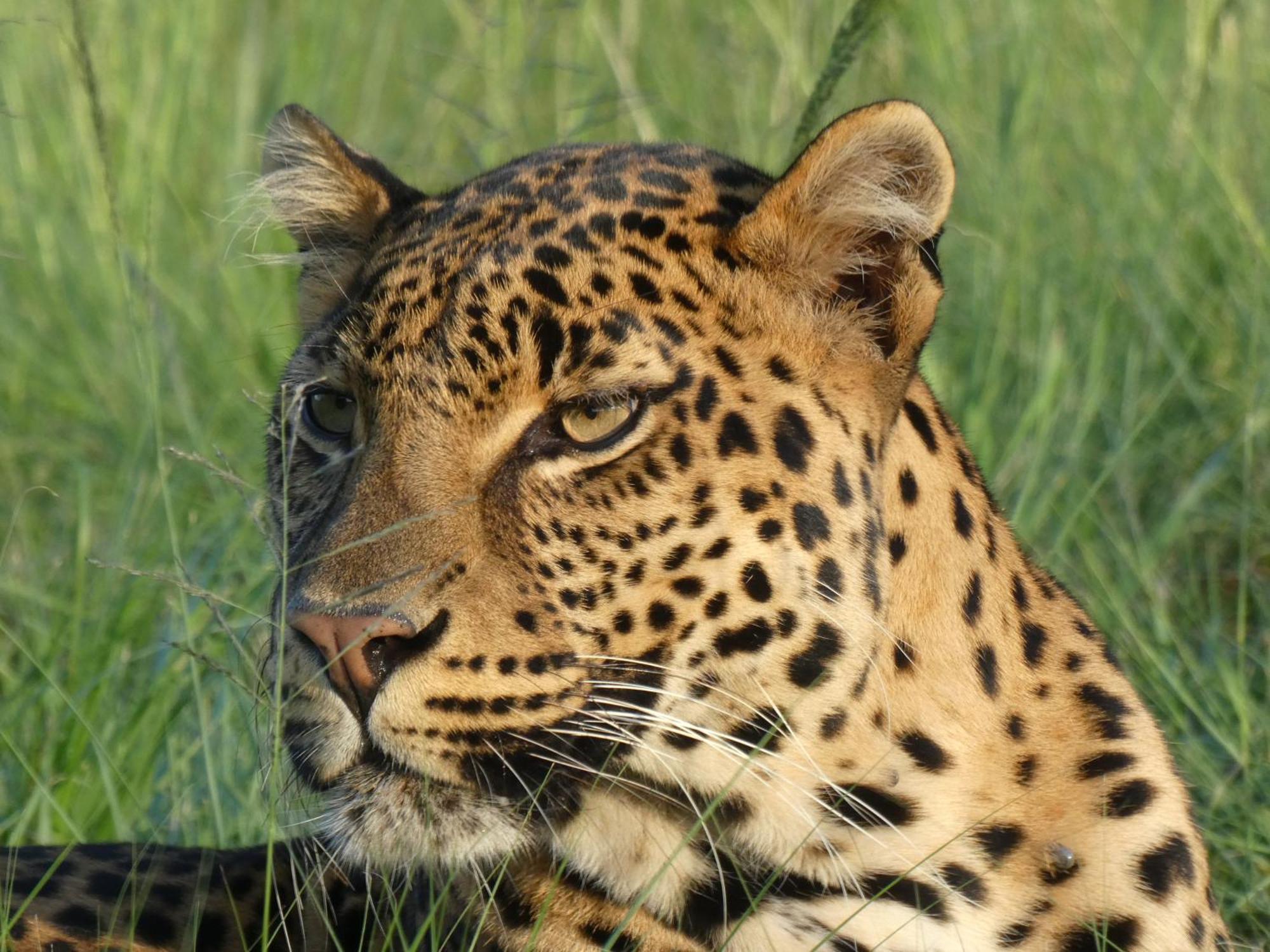 베들레헴 Lionsrock Big Cat Sanctuary 빌라 외부 사진