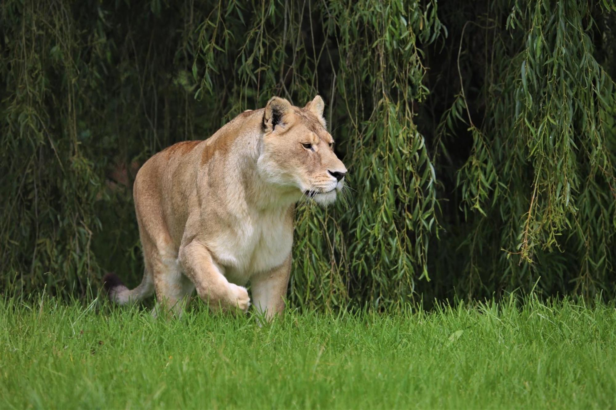 베들레헴 Lionsrock Big Cat Sanctuary 빌라 외부 사진