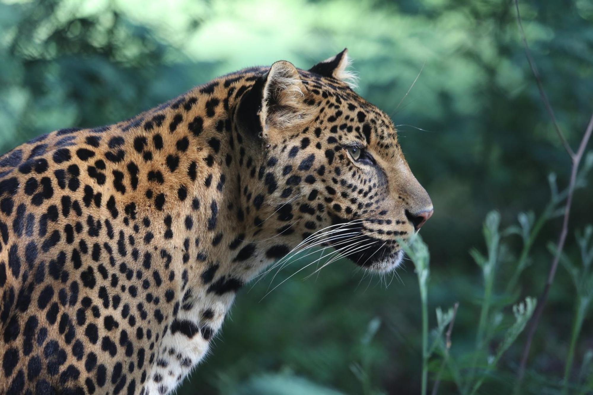 베들레헴 Lionsrock Big Cat Sanctuary 빌라 외부 사진