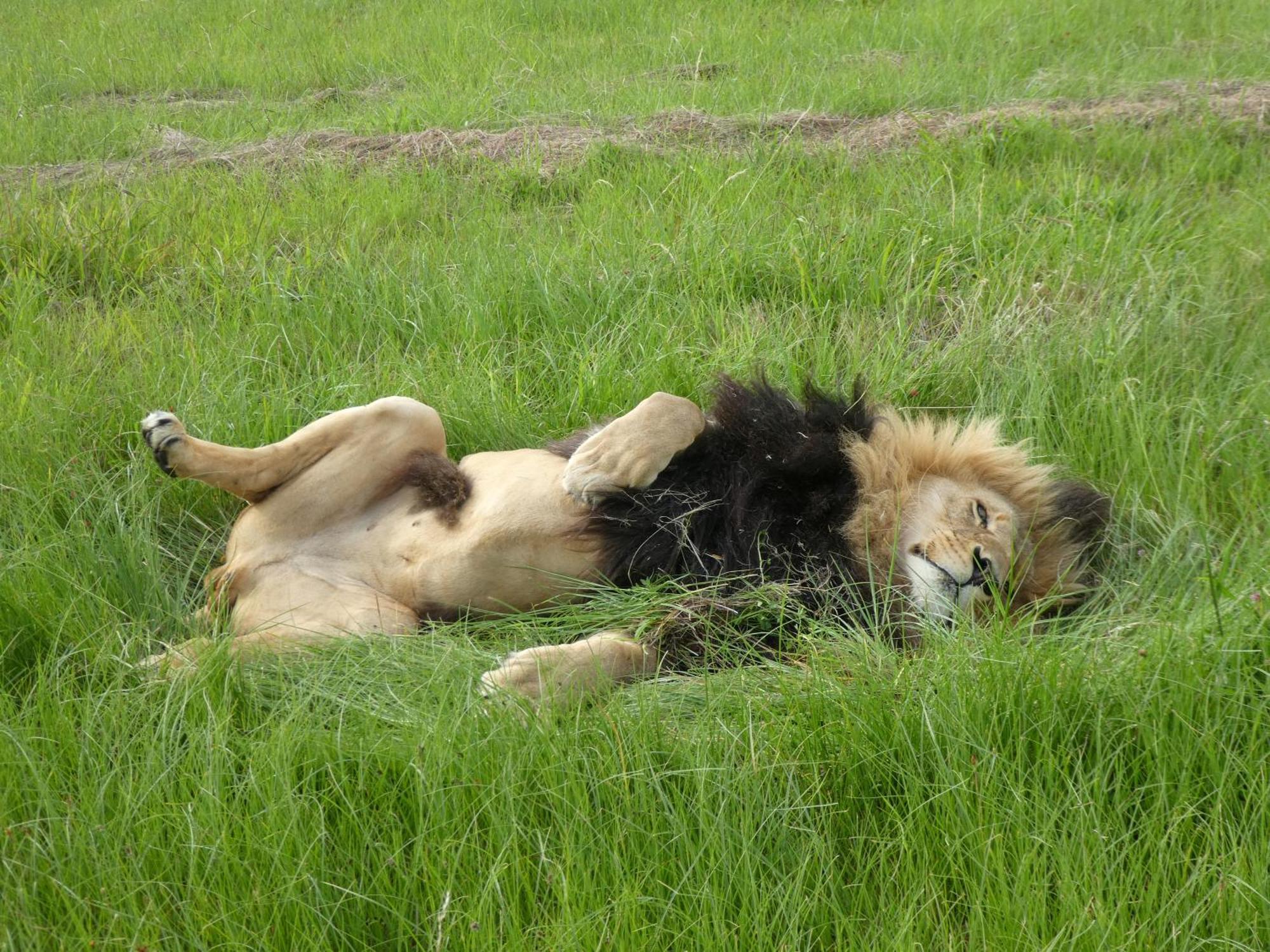베들레헴 Lionsrock Big Cat Sanctuary 빌라 외부 사진