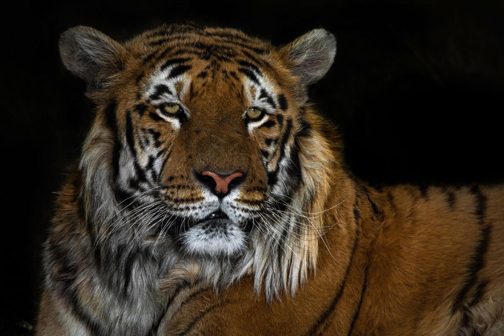 베들레헴 Lionsrock Big Cat Sanctuary 빌라 외부 사진