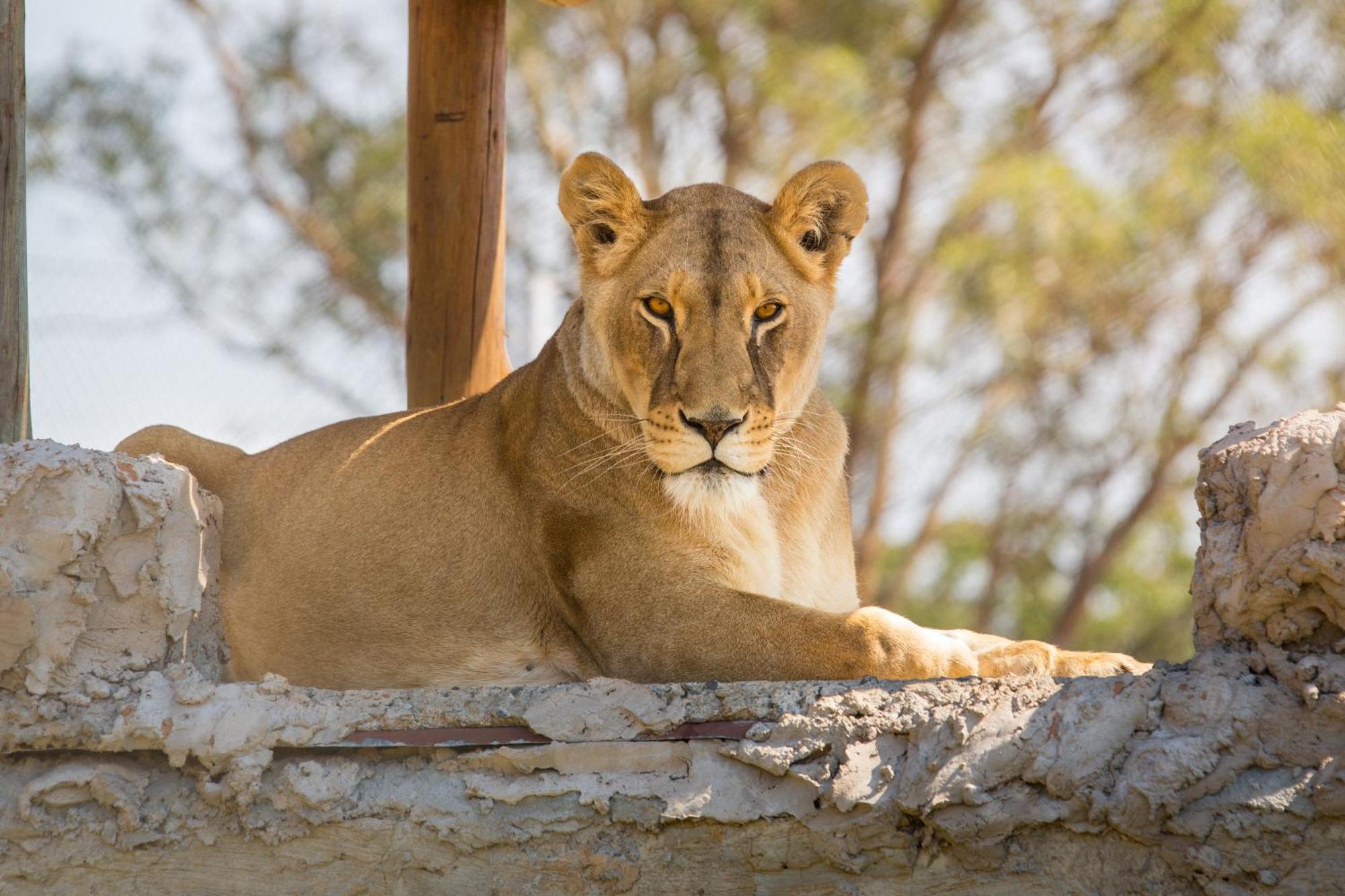 베들레헴 Lionsrock Big Cat Sanctuary 빌라 외부 사진