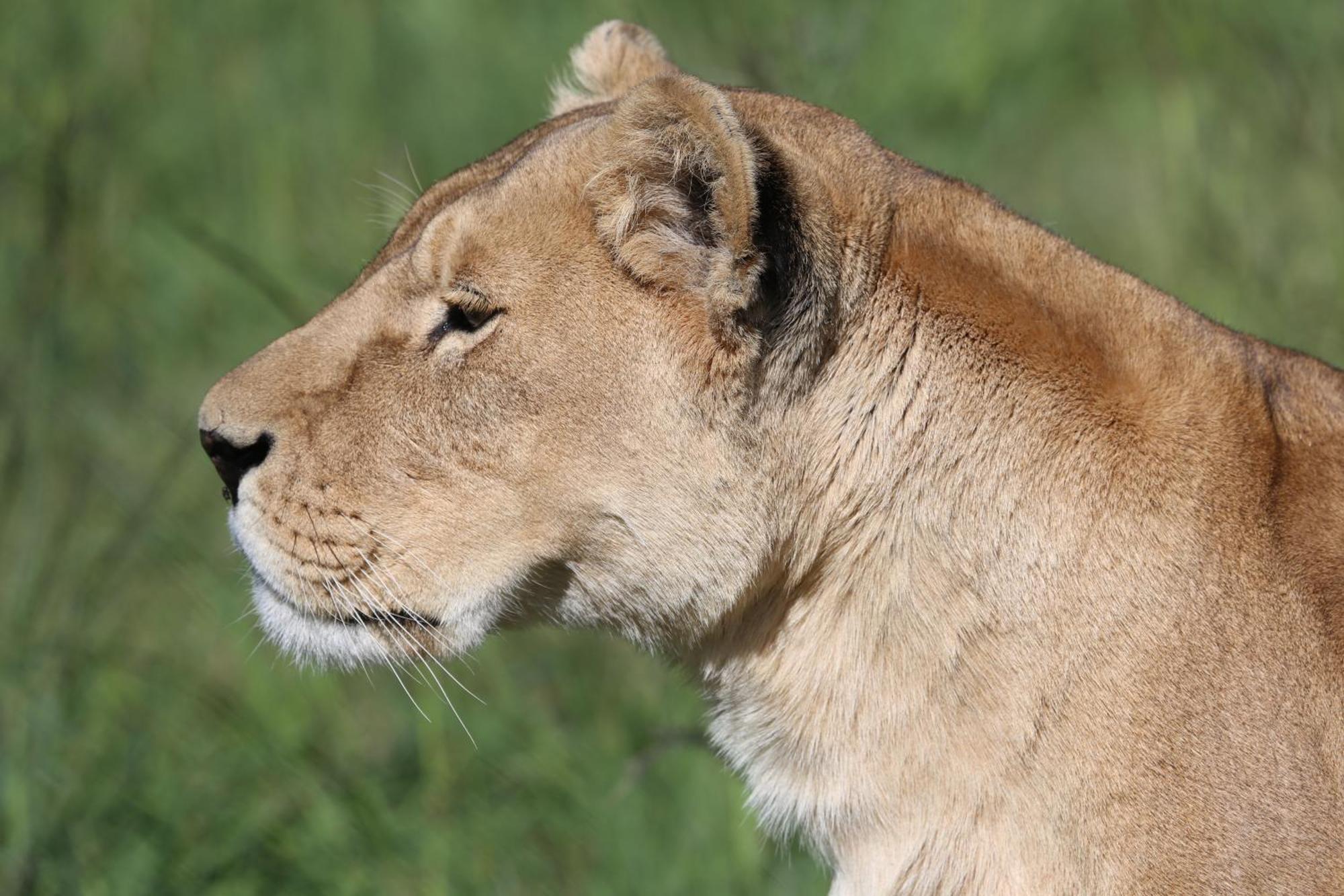 베들레헴 Lionsrock Big Cat Sanctuary 빌라 외부 사진