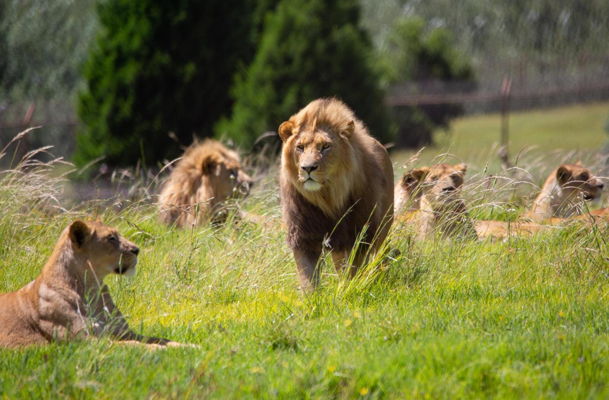 베들레헴 Lionsrock Big Cat Sanctuary 빌라 외부 사진