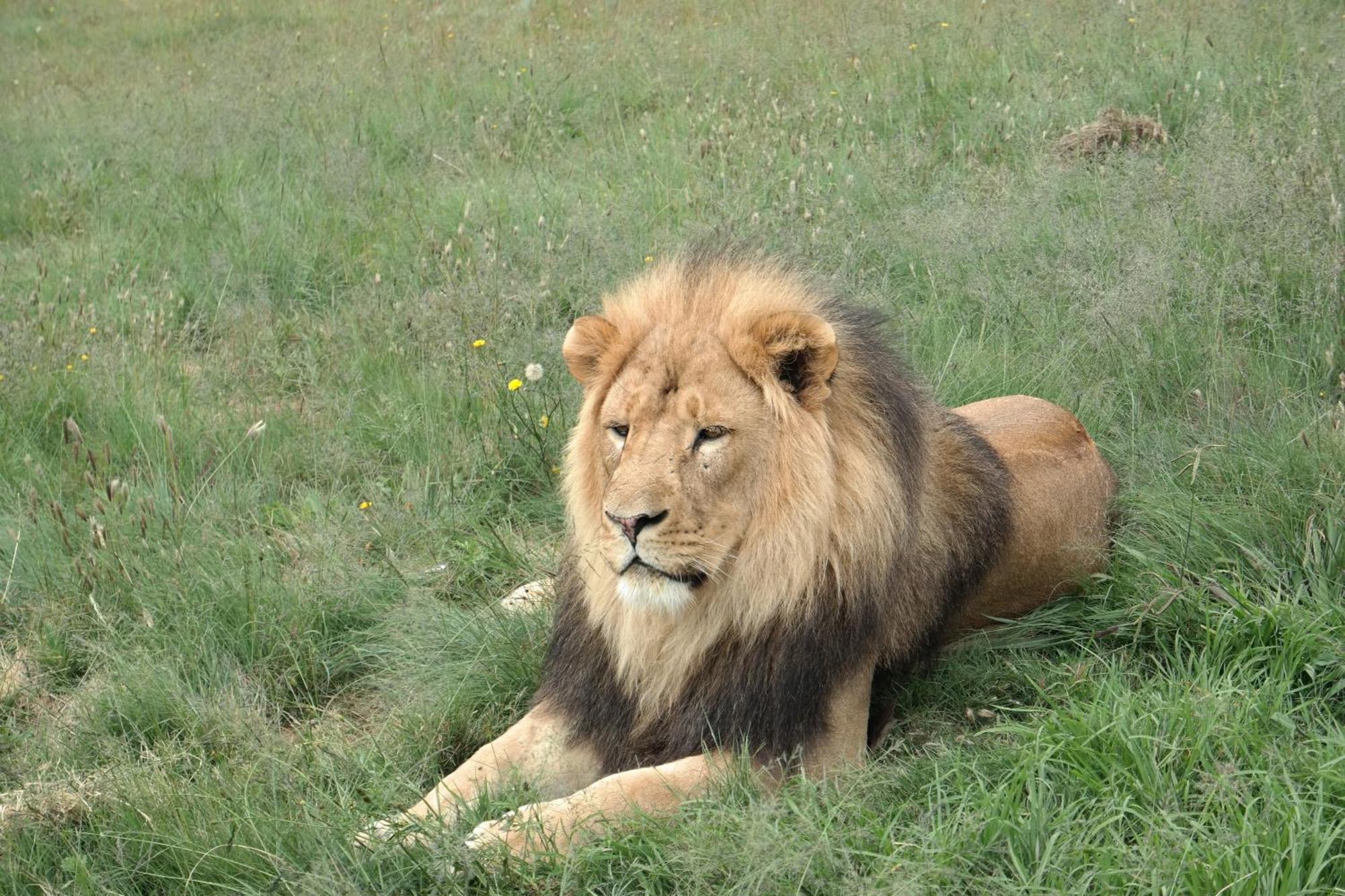 베들레헴 Lionsrock Big Cat Sanctuary 빌라 외부 사진