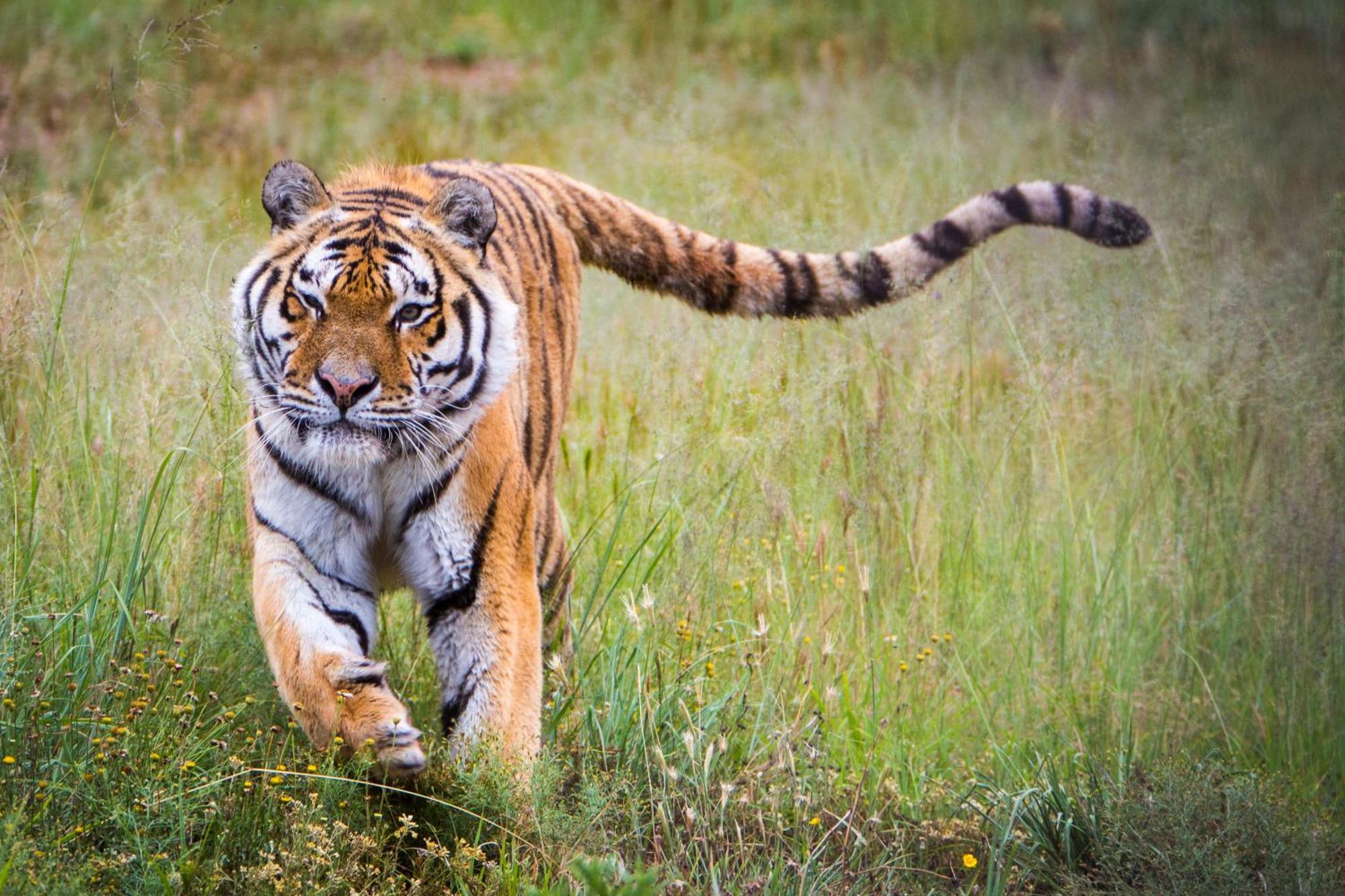 베들레헴 Lionsrock Big Cat Sanctuary 빌라 외부 사진