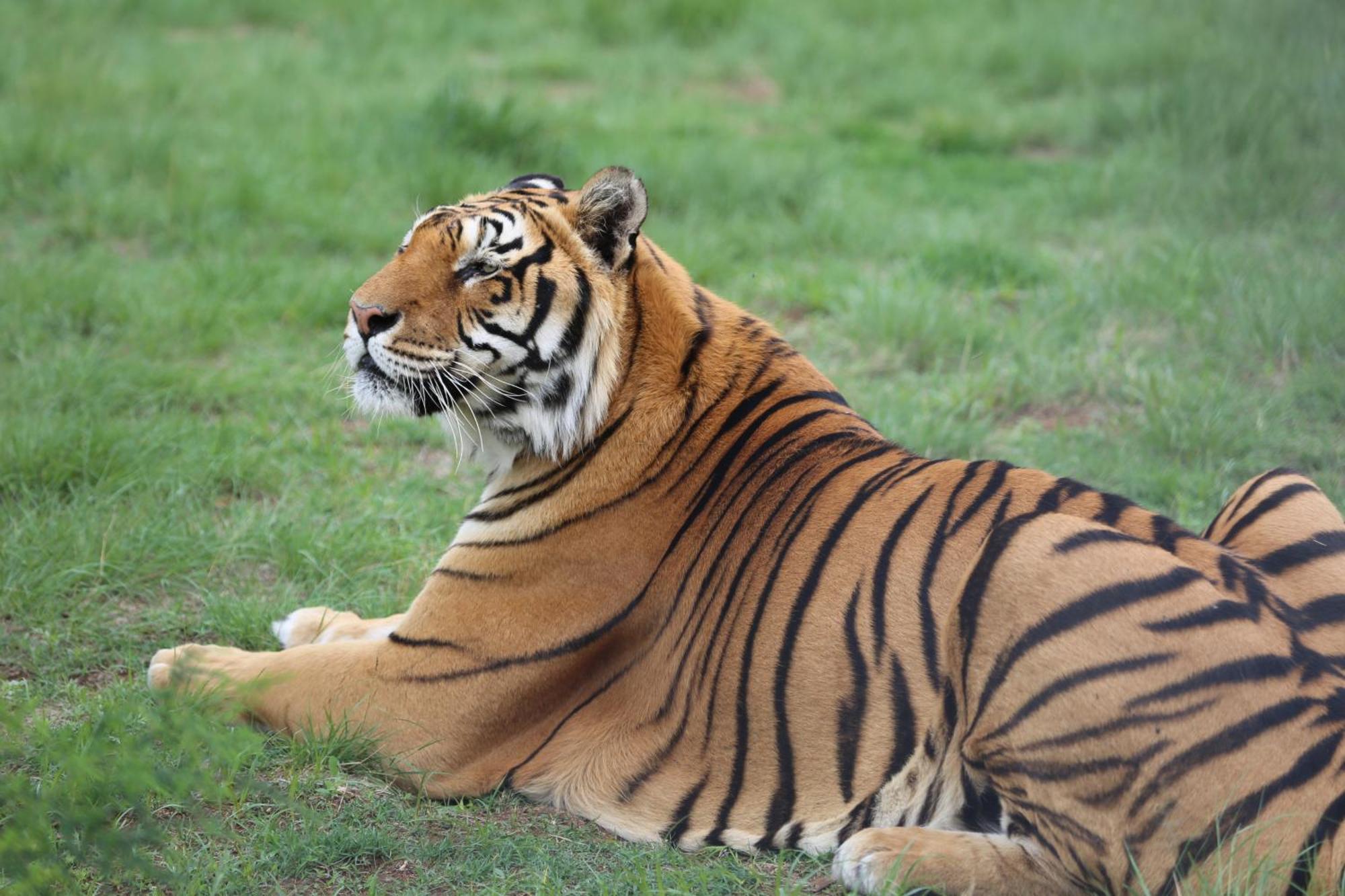 베들레헴 Lionsrock Big Cat Sanctuary 빌라 외부 사진
