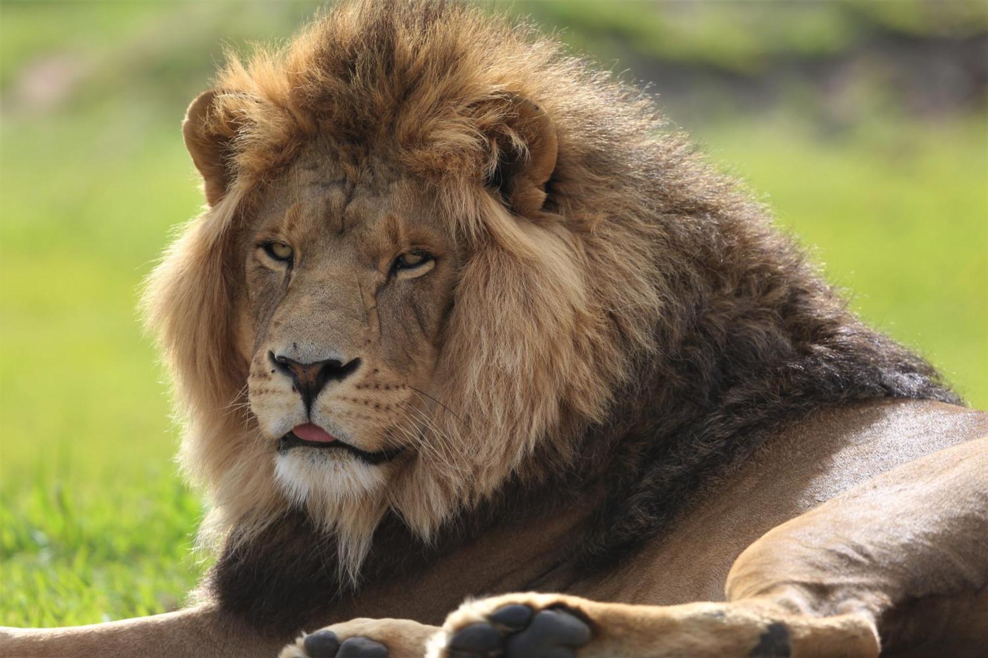 베들레헴 Lionsrock Big Cat Sanctuary 빌라 외부 사진