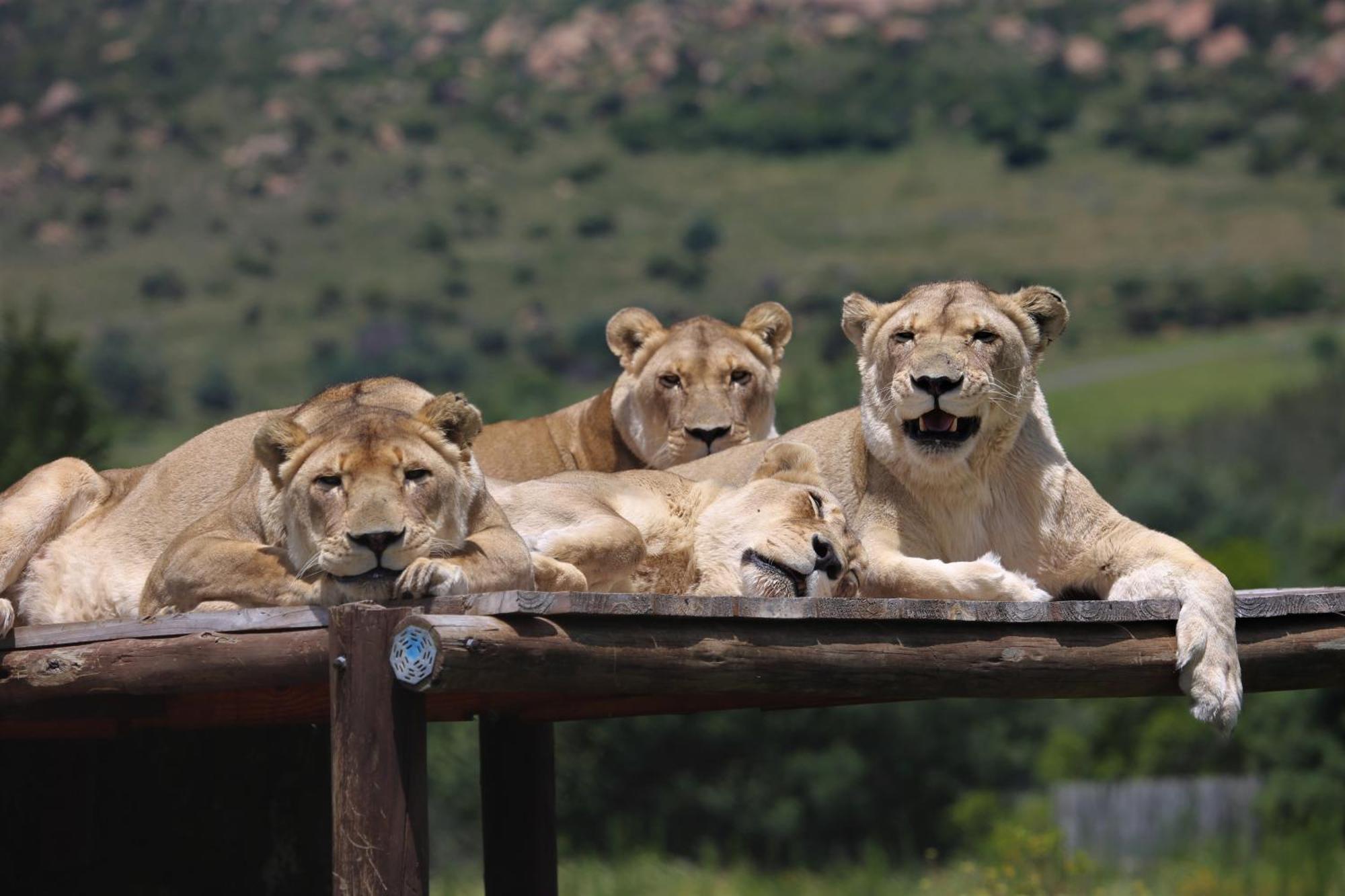 베들레헴 Lionsrock Big Cat Sanctuary 빌라 외부 사진