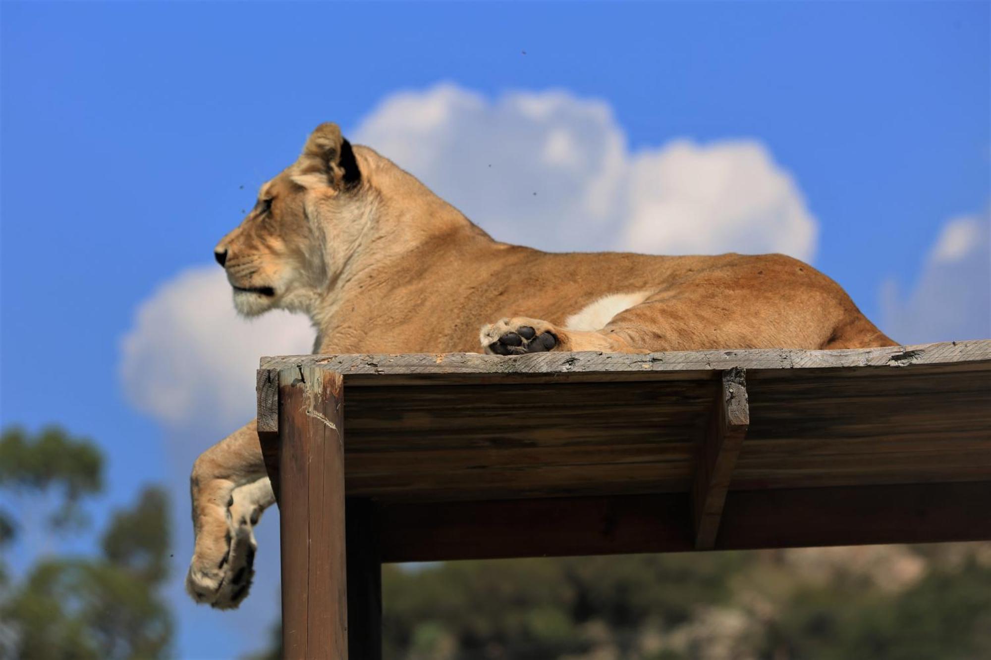 베들레헴 Lionsrock Big Cat Sanctuary 빌라 외부 사진