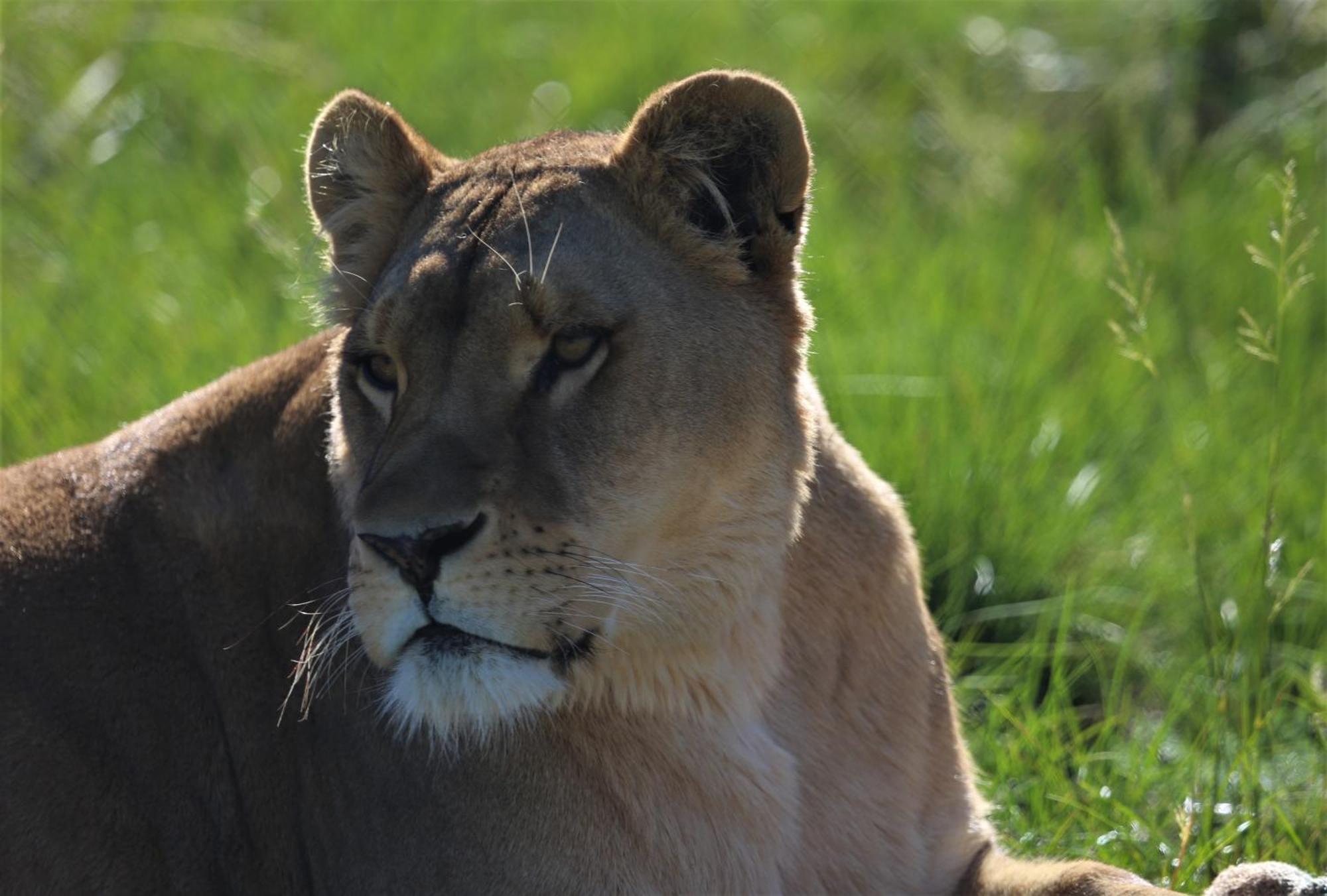 베들레헴 Lionsrock Big Cat Sanctuary 빌라 외부 사진