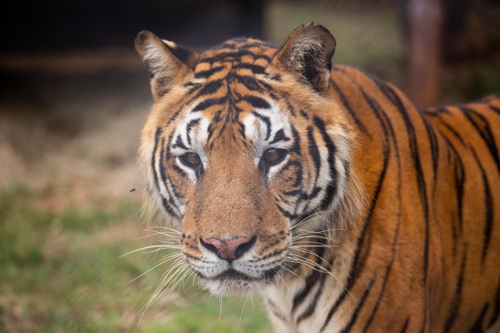 베들레헴 Lionsrock Big Cat Sanctuary 빌라 외부 사진