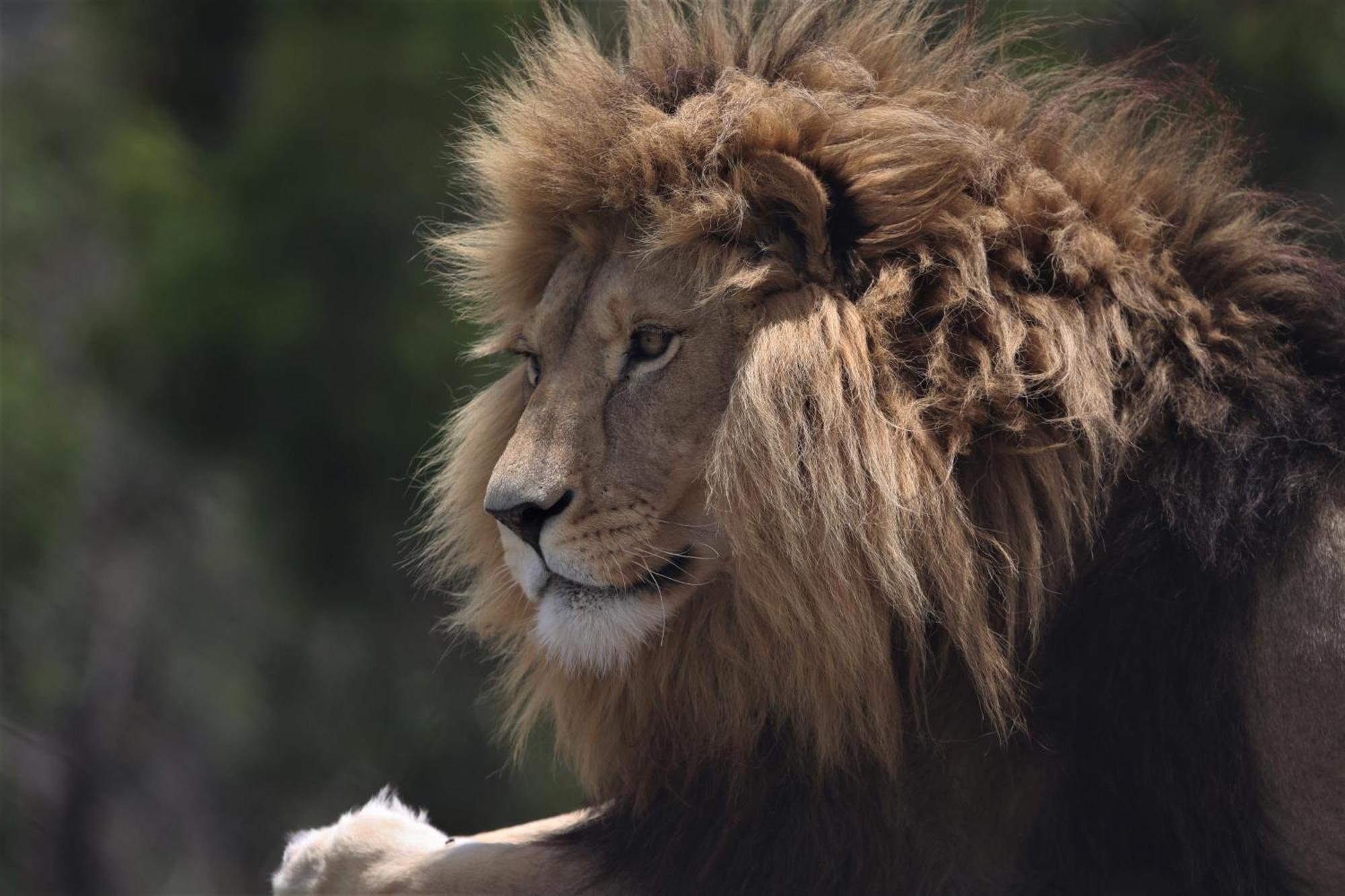 베들레헴 Lionsrock Big Cat Sanctuary 빌라 외부 사진