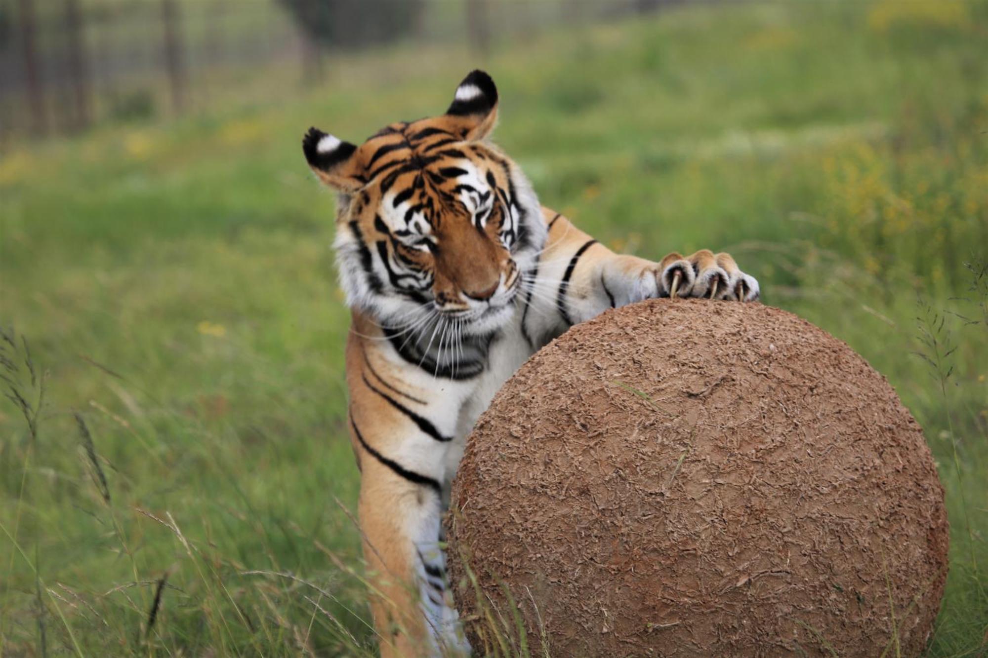 베들레헴 Lionsrock Big Cat Sanctuary 빌라 외부 사진