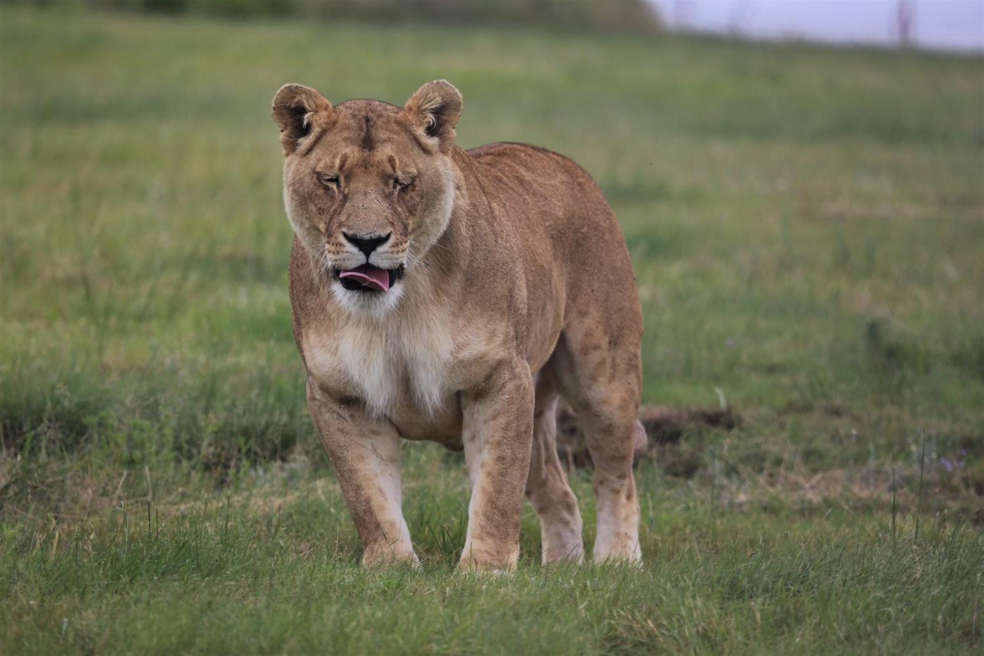 베들레헴 Lionsrock Big Cat Sanctuary 빌라 외부 사진
