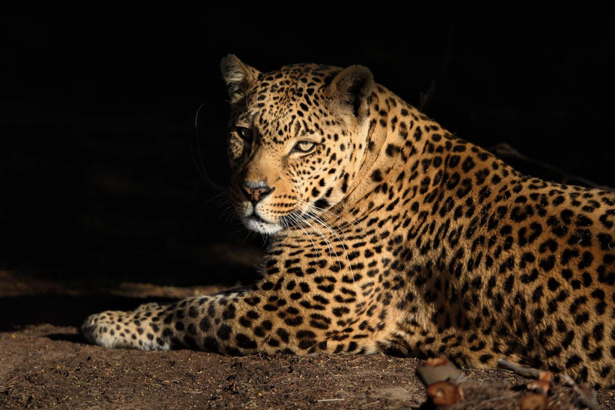 베들레헴 Lionsrock Big Cat Sanctuary 빌라 외부 사진