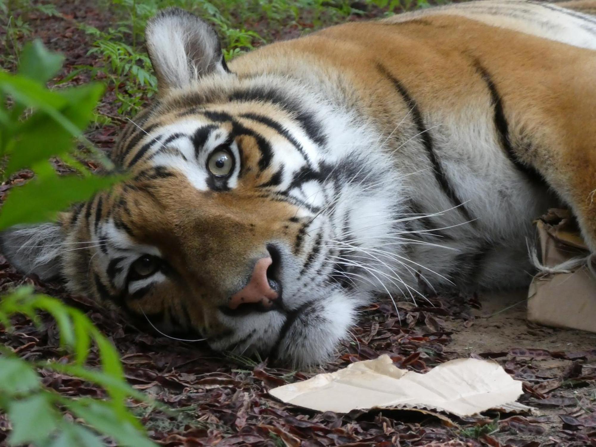 베들레헴 Lionsrock Big Cat Sanctuary 빌라 외부 사진